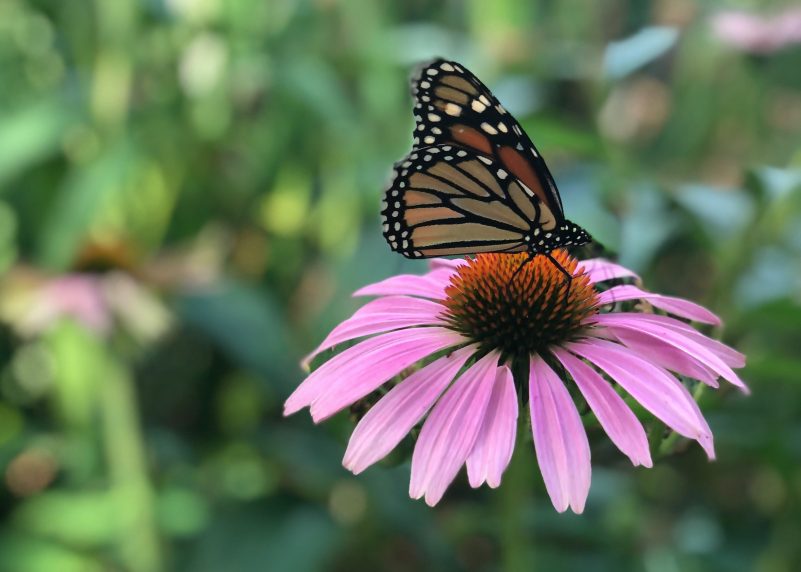 Small black butterfly perched on an echinacea bloom