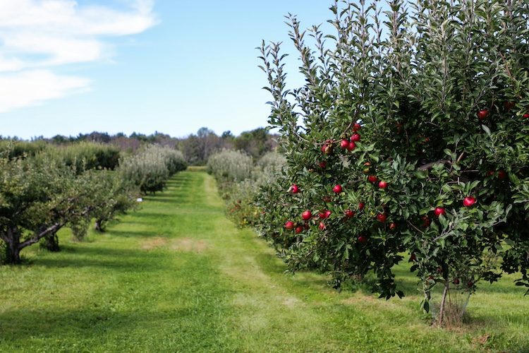 Rows of apple trees laden with fruit