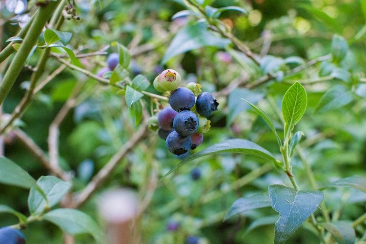 Small blueberries on a branch with leaves