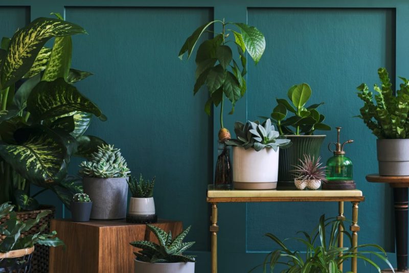 potted plants sit in a row on a bench