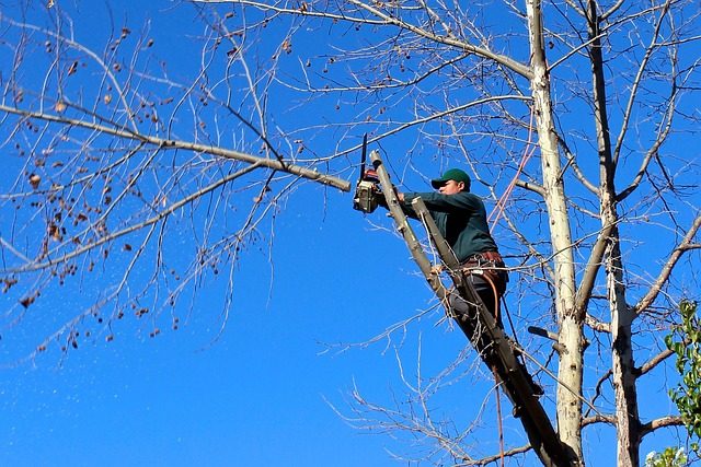 Person stands on a precarious branch in the sky